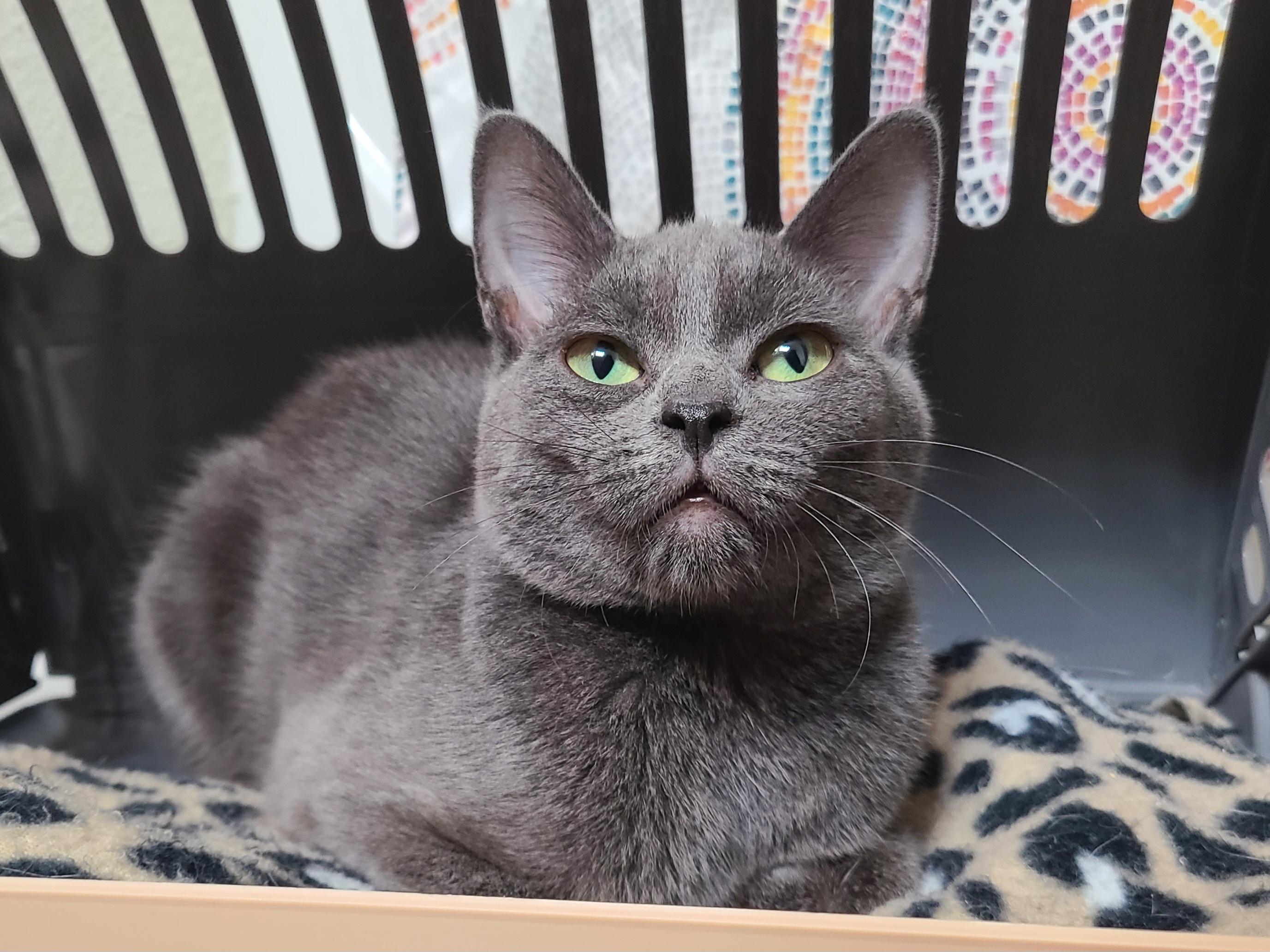 Doris, a ADOPTABLE Domestic Short Hair in Milwaukee, WI image 4/6