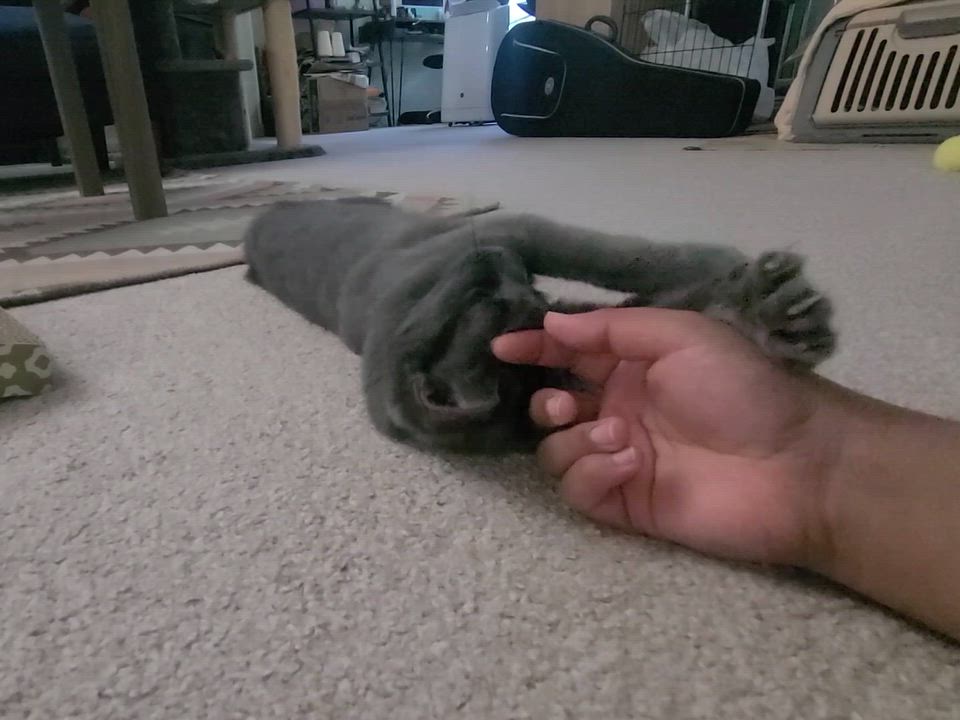 Enlarge Doris, a ADOPTABLE Domestic Short Hair in Milwaukee, WI video 6/6
