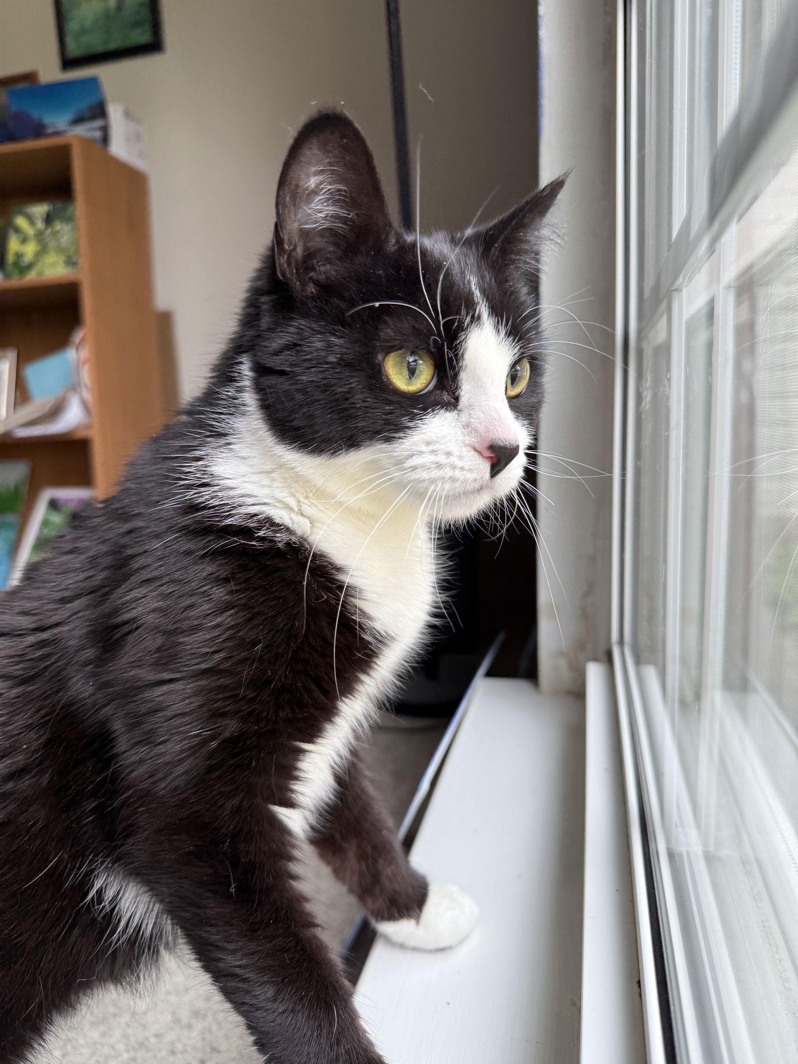 Enlarge Fae, a Adoptable mixed breed in Walled Lake, MI image 1/3