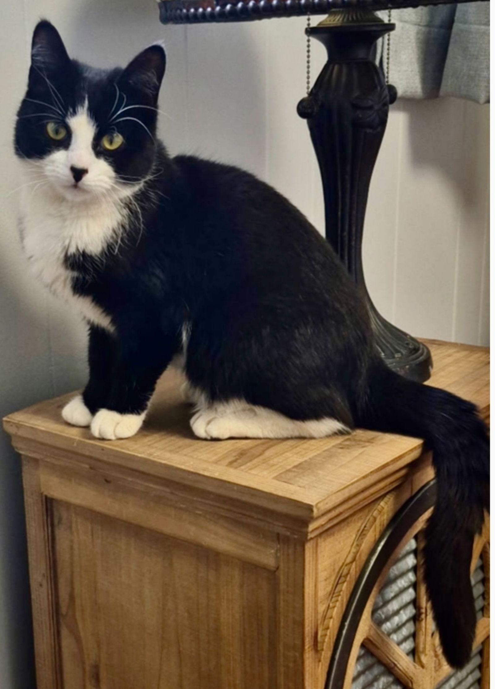 Enlarge Fae, a Adoptable mixed breed in Walled Lake, MI image 2/3