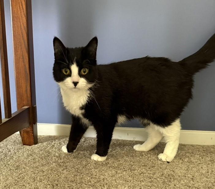 Enlarge Fae, a Adoptable mixed breed in Walled Lake, MI image 3/3