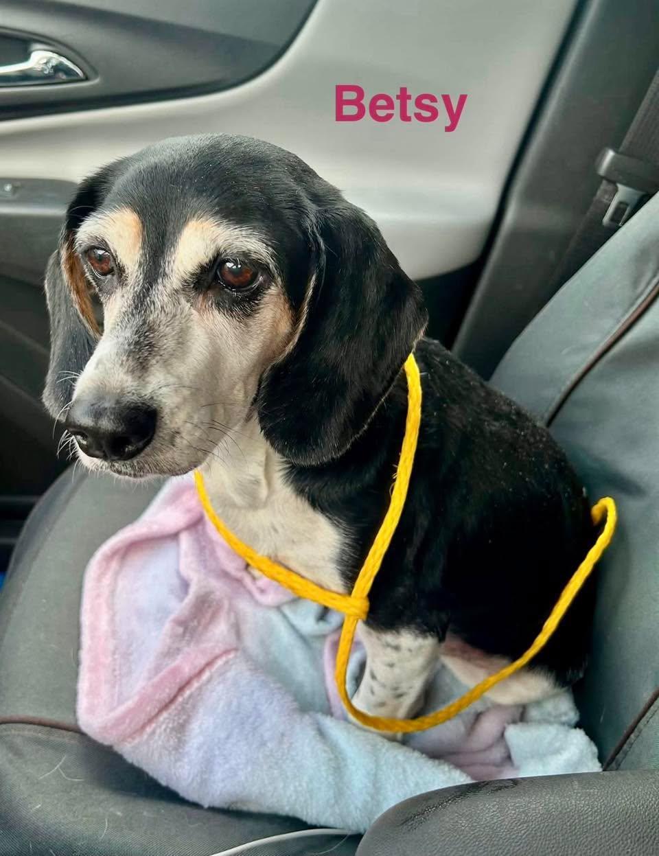 Enlarge BETSY, a Adoptable mixed breed in Madisonville, LA image 2/4
