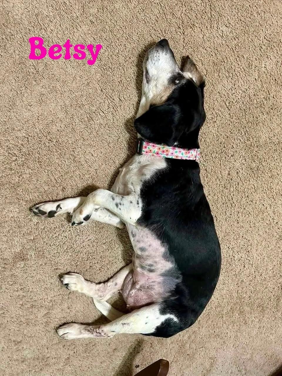 Enlarge BETSY, a Adoptable mixed breed in Madisonville, LA image 4/4