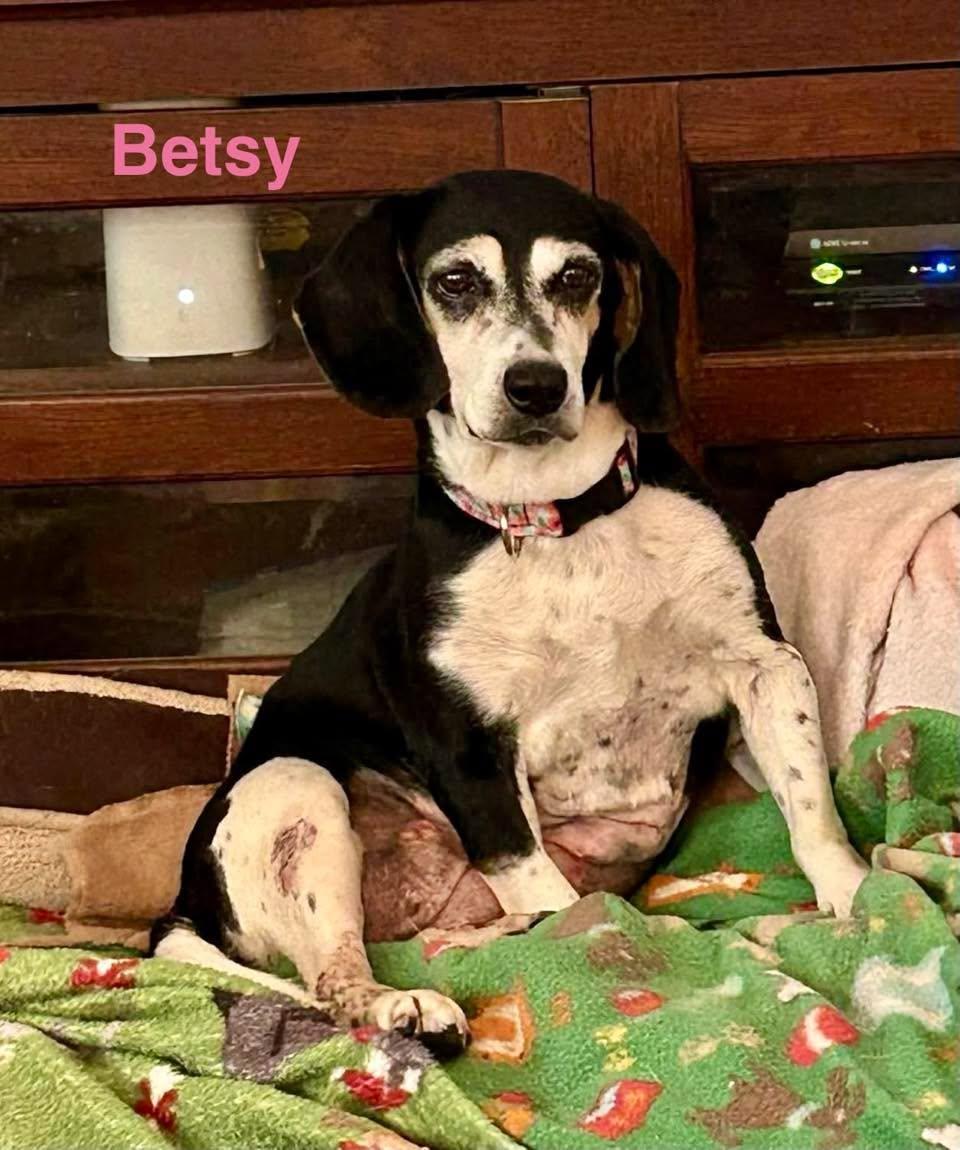 Enlarge BETSY, a Adoptable mixed breed in Madisonville, LA image 3/4