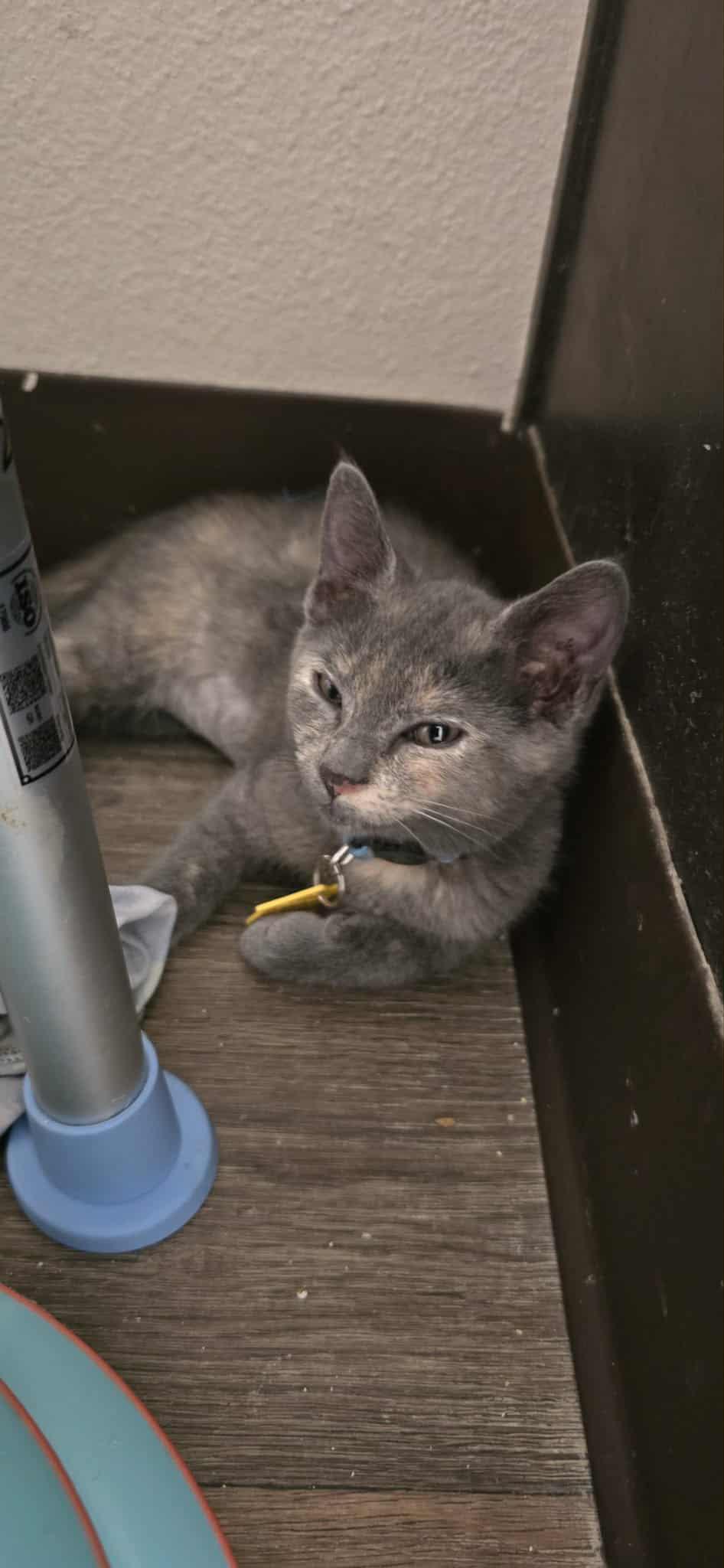 Oona and Dinah- a beautiful pair!  See the video