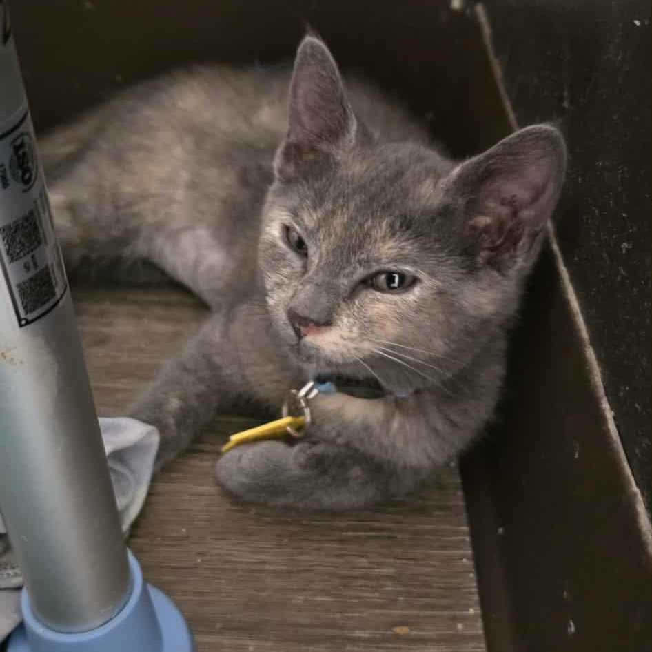 Oona and Dinah- a beautiful pair! See the video, a Adoptable Domestic Short Hair in Portland, OR image 5/6