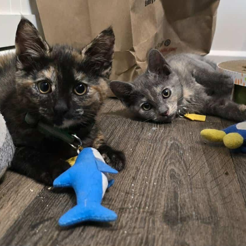 Oona and Dinah- a beautiful pair!  See the video, Adoptable, Kitten Female Domestic Short Hair.