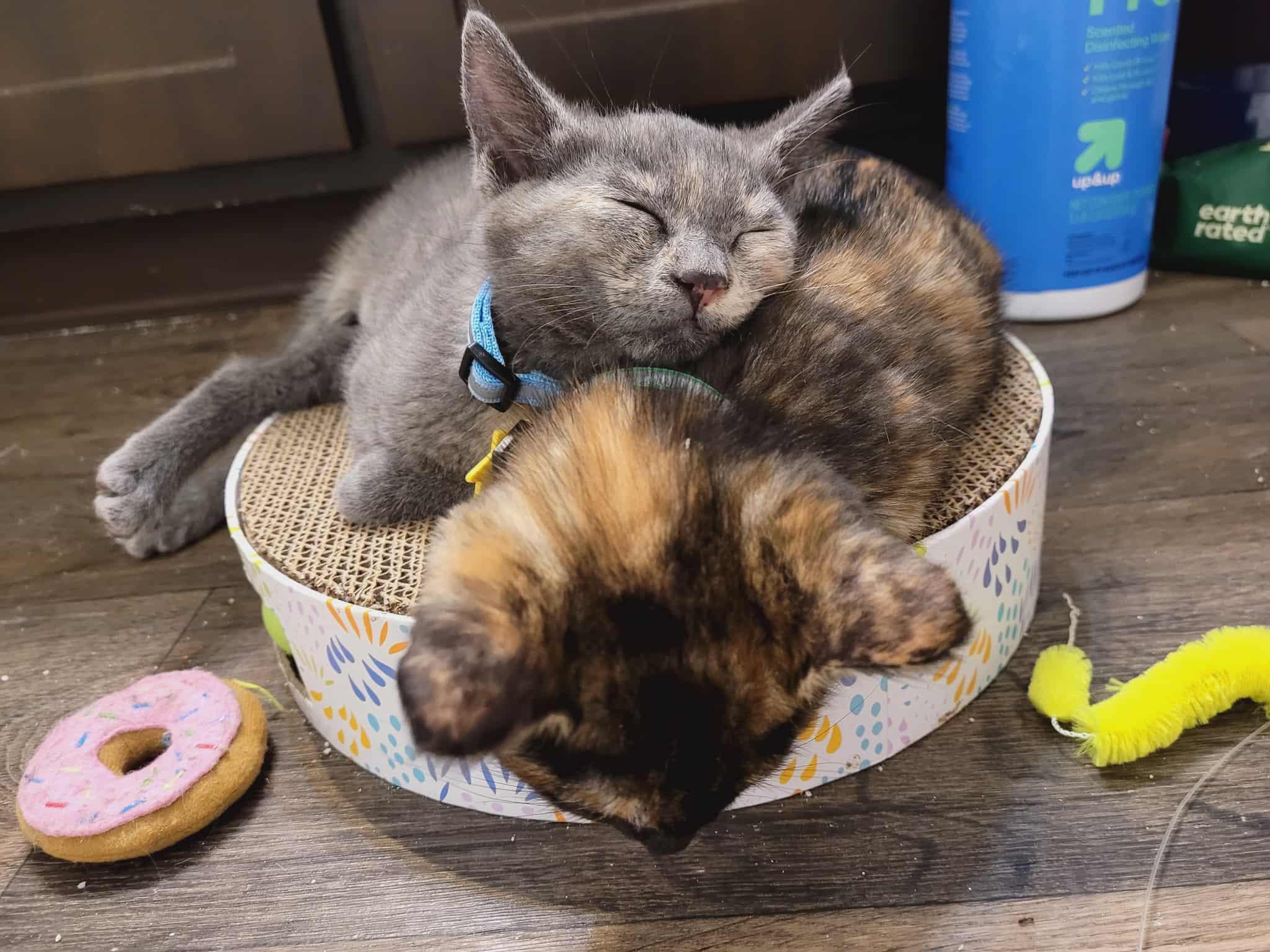 Oona and Dinah- a beautiful pair!  See the video