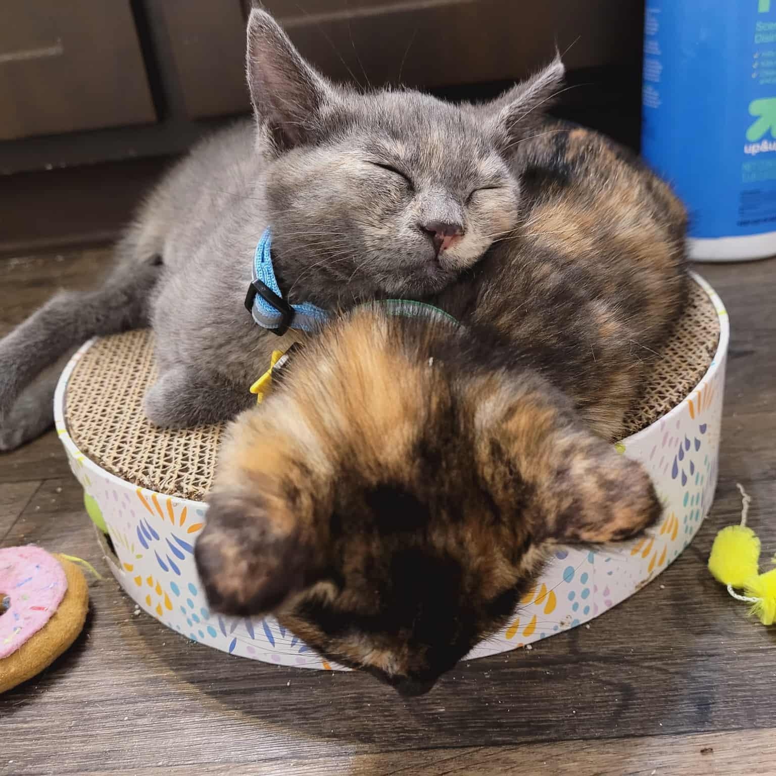 Oona and Dinah- a beautiful pair! See the video, a Adoptable Domestic Short Hair in Portland, OR image 3/6