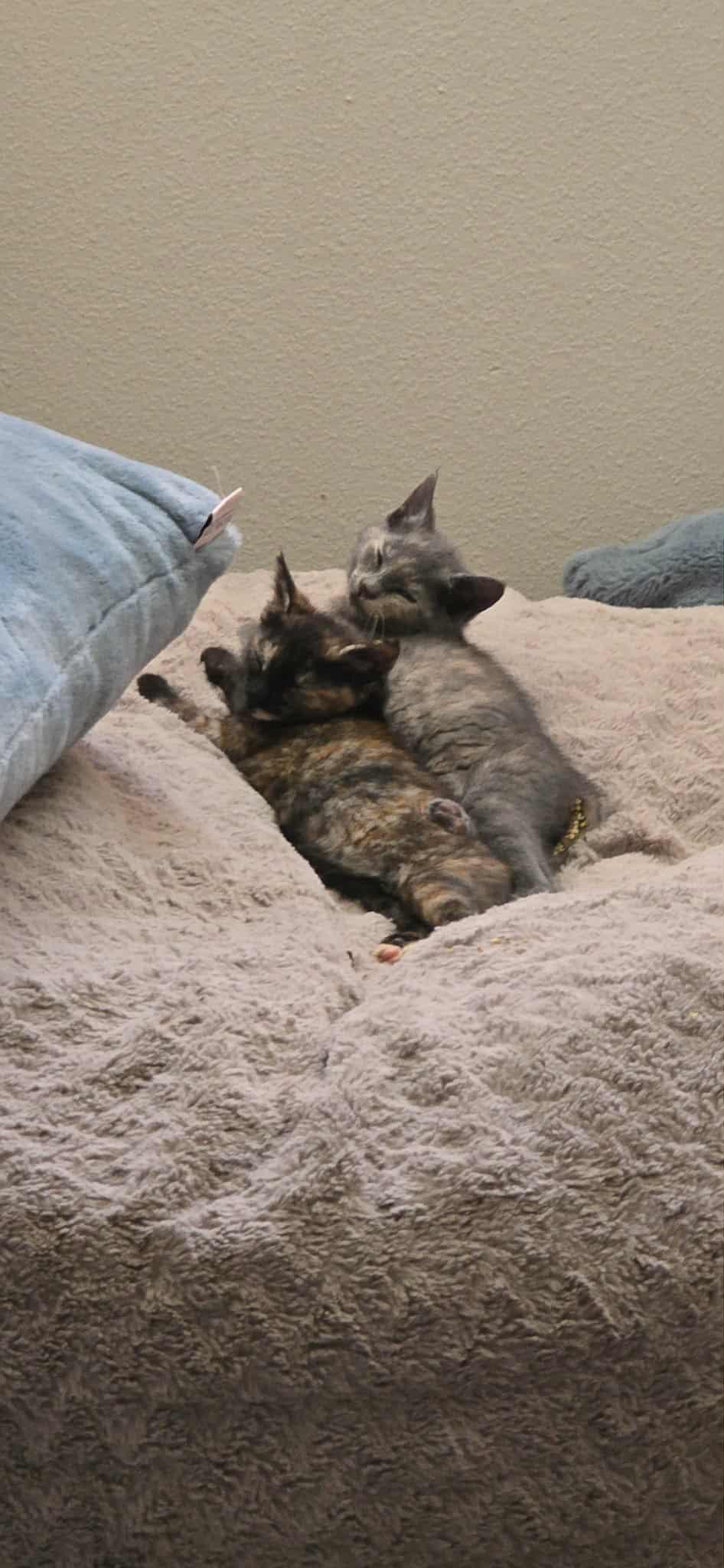 Oona and Dinah- a beautiful pair!  See the video