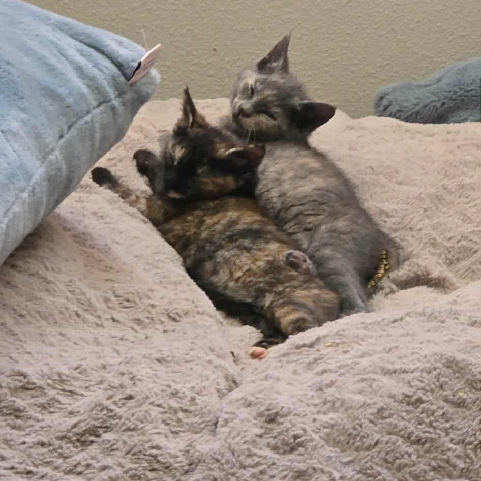 Oona and Dinah- a beautiful pair! See the video, a Adoptable Domestic Short Hair in Portland, OR image 2/6
