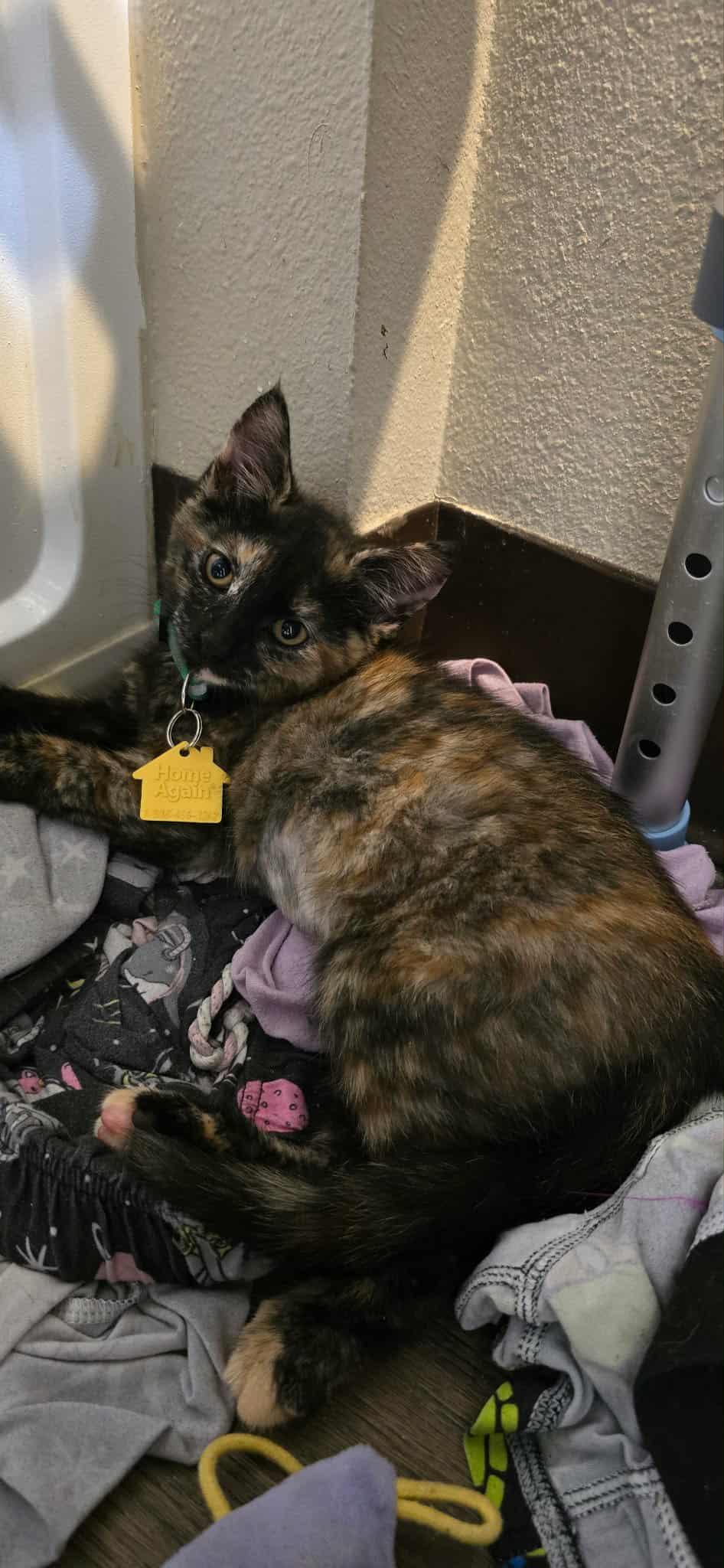 Oona and Dinah- a beautiful pair!  See the video