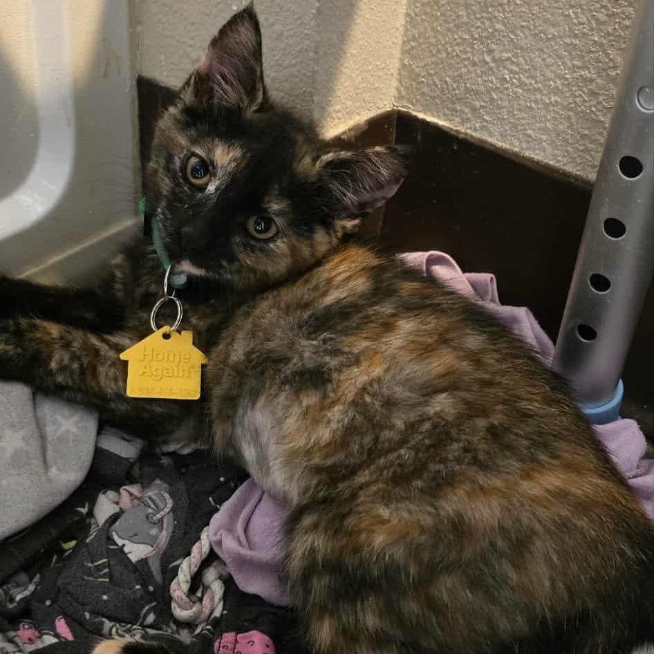 Oona and Dinah- a beautiful pair! See the video, a Adoptable Domestic Short Hair in Portland, OR image 6/6