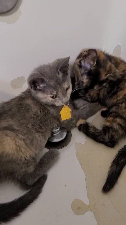 Enlarge Oona and Dinah- a beautiful pair!  See the video, a Adoptable Domestic Short Hair in Portland, OR video 4/6