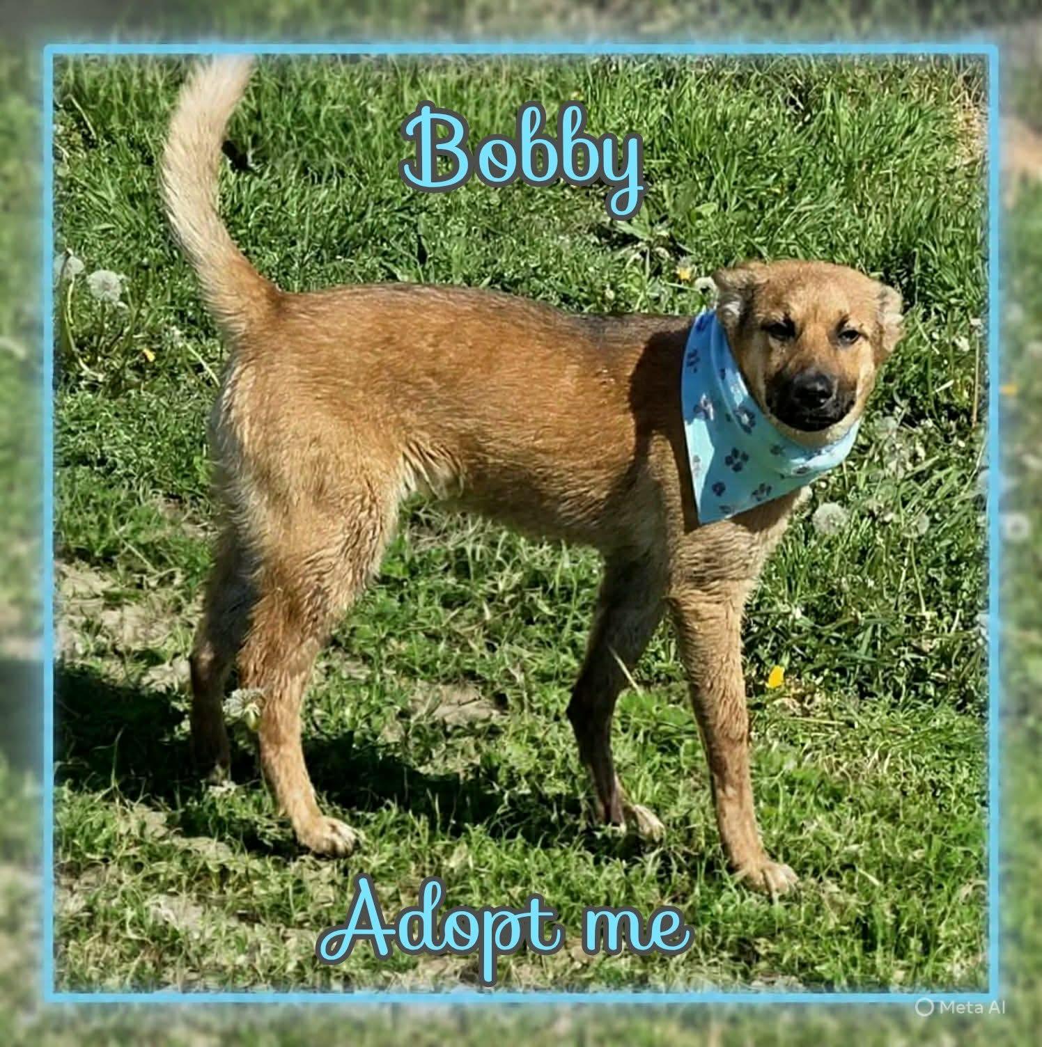 Enlarge Bobby, a ADOPTABLE mixed breed in Grove, OK image 3/5
