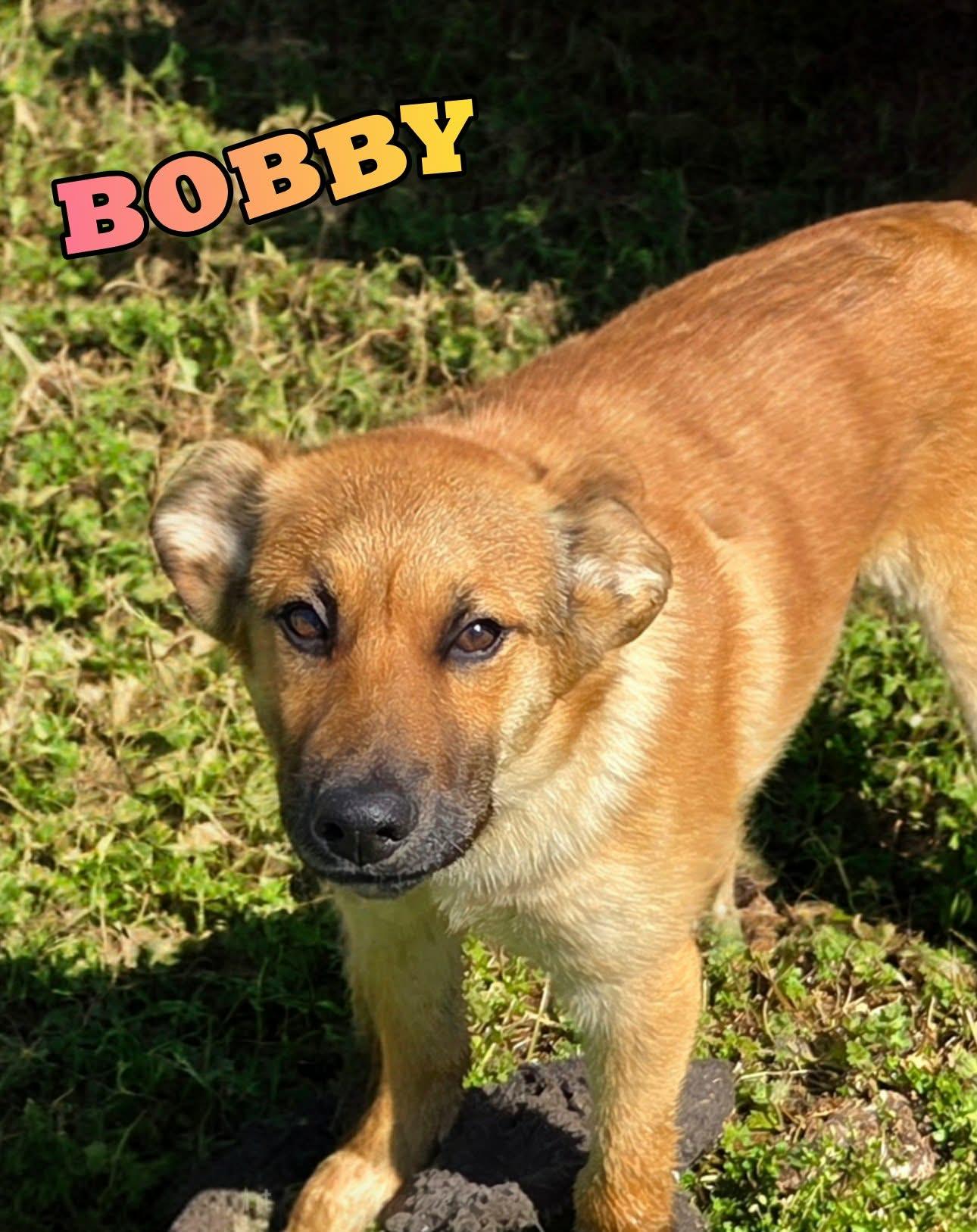 Bobby, ADOPTABLE, Young Male German Shepherd Dog & Belgian Shepherd / Malinois.