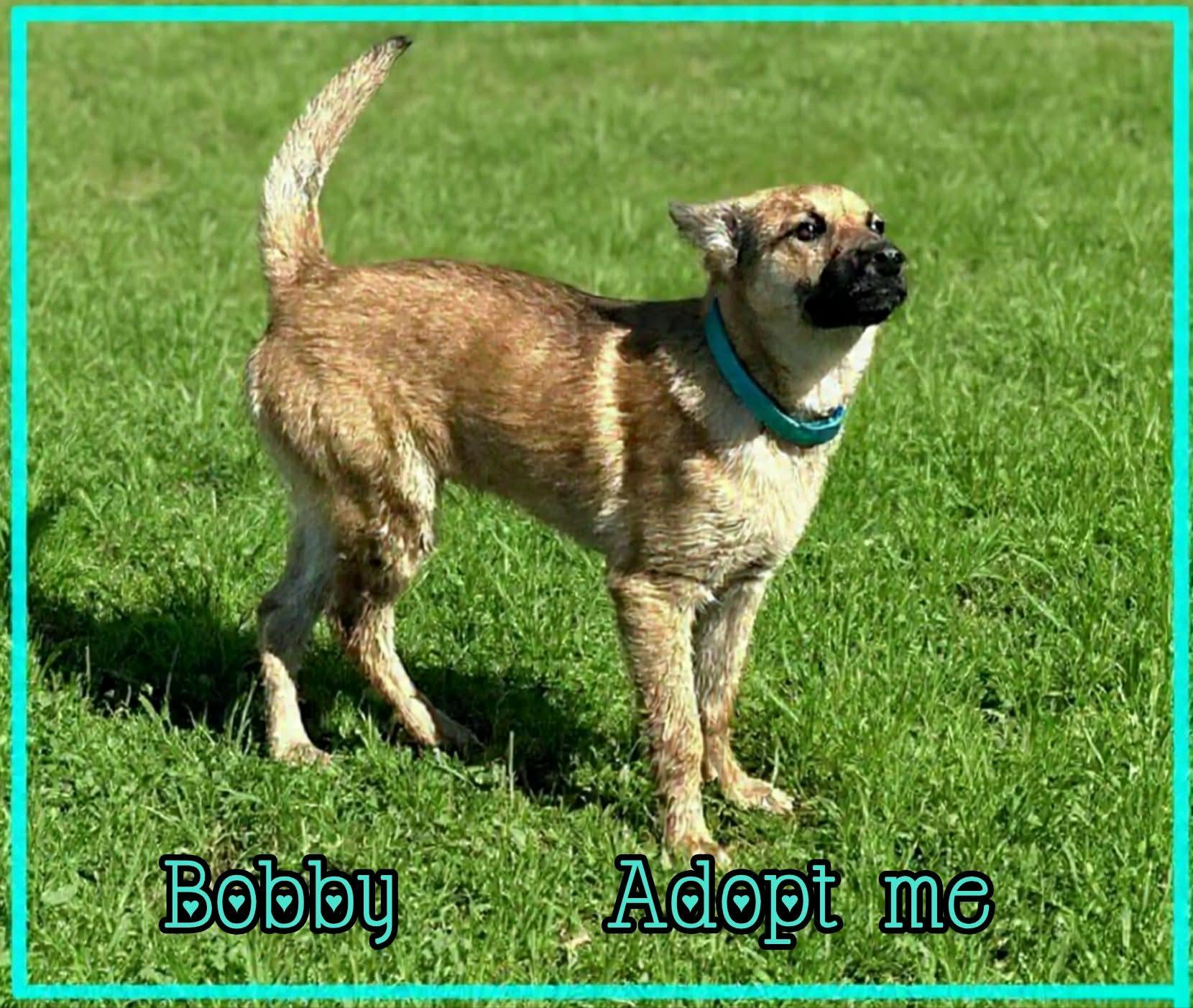 Enlarge Bobby, a ADOPTABLE mixed breed in Grove, OK image 4/5