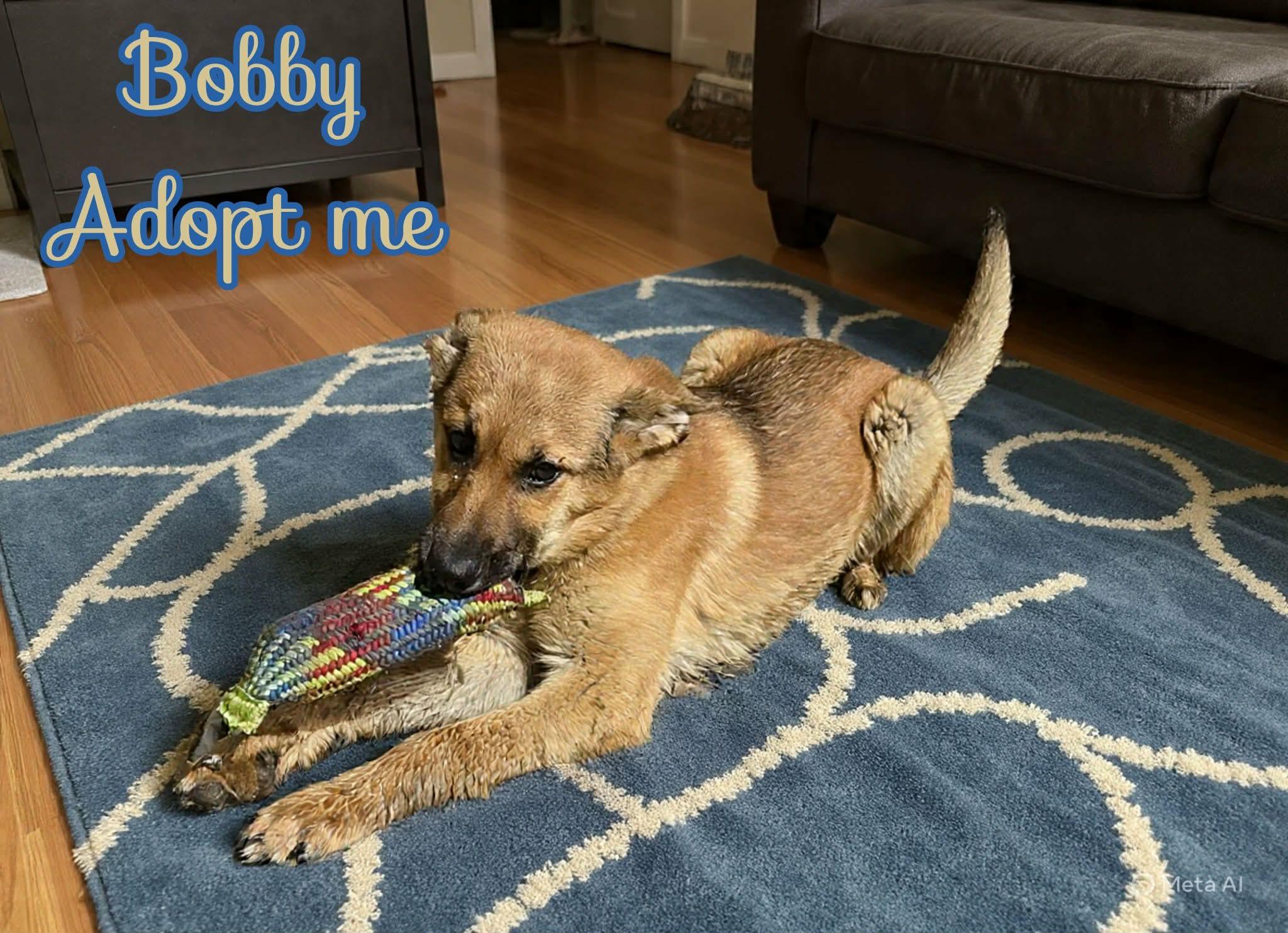 Enlarge Bobby, a ADOPTABLE mixed breed in Grove, OK image 2/5