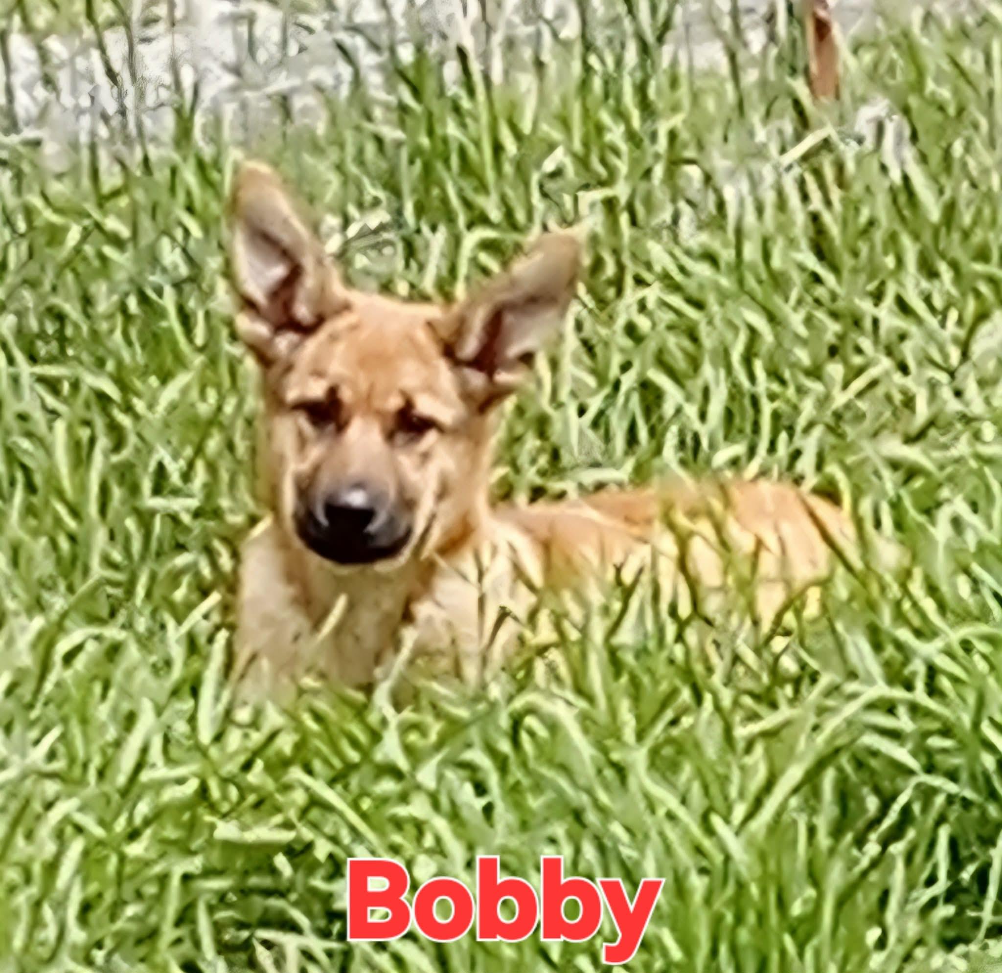 Enlarge Bobby, a ADOPTABLE mixed breed in Grove, OK image 5/5