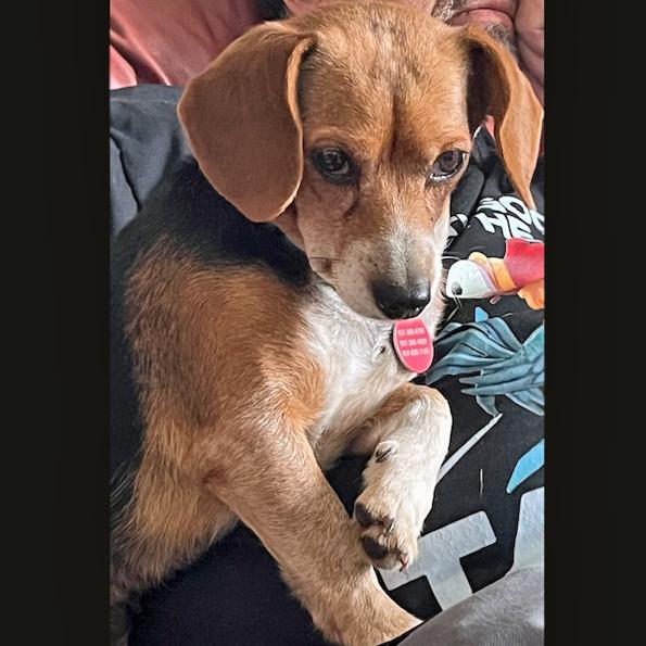 Enlarge Nyla, a Adoptable Beagle in London, OH image 6/6
