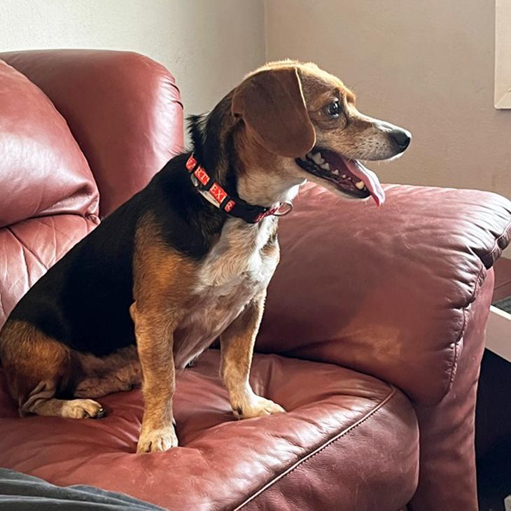 Enlarge Nyla, a Adoptable Beagle in London, OH image 4/6