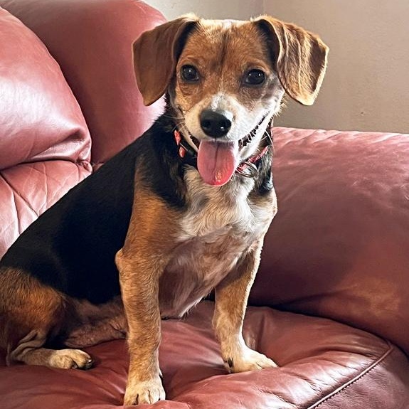 Nyla, Adoptable, Adult Female Beagle.
