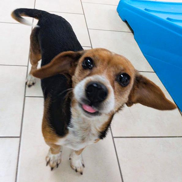 Enlarge Nyla, a Adoptable Beagle in London, OH image 1/6