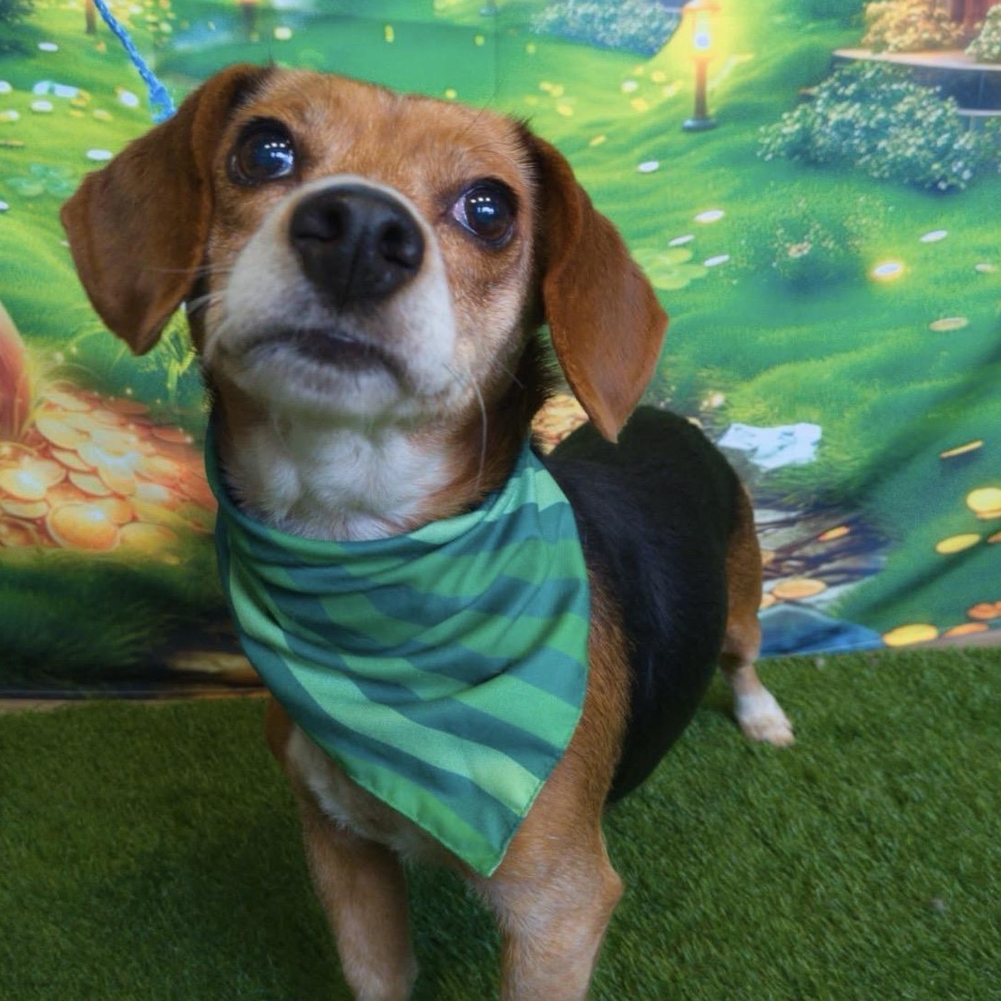 Enlarge Nyla, a Adoptable Beagle in London, OH image 6/6