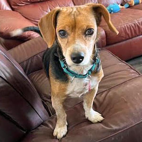 Enlarge Nyla, a Adoptable Beagle in London, OH image 2/6
