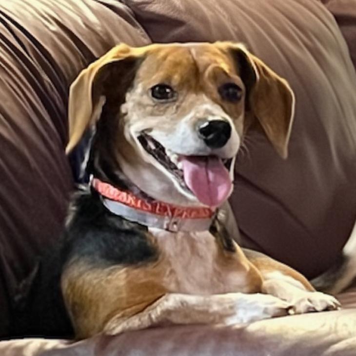 Enlarge Nyla, a Adoptable Beagle in London, OH image 5/6