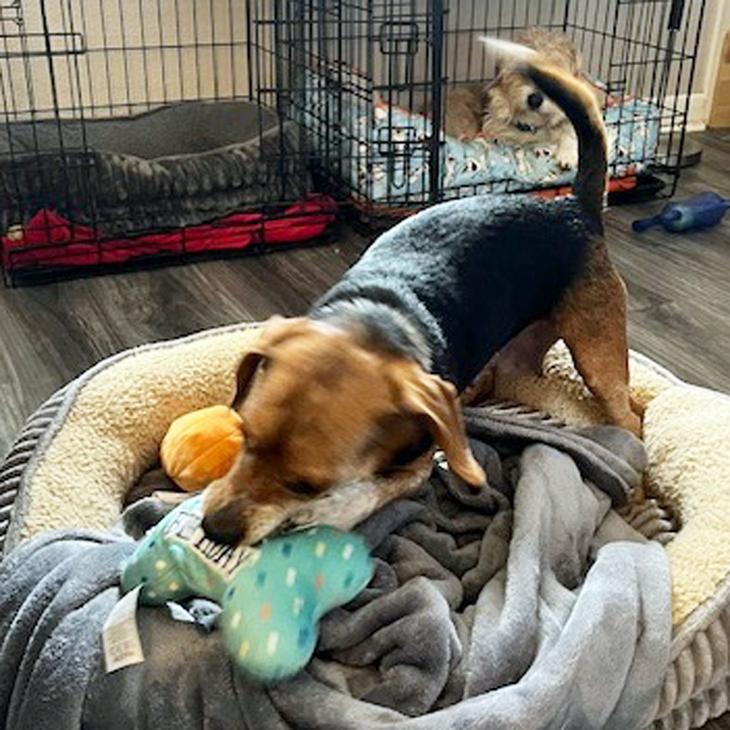 Enlarge Nyla, a Adoptable Beagle in London, OH image 3/6