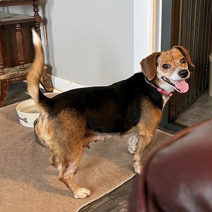 Enlarge Nyla, a Adoptable Beagle in London, OH image 2/6