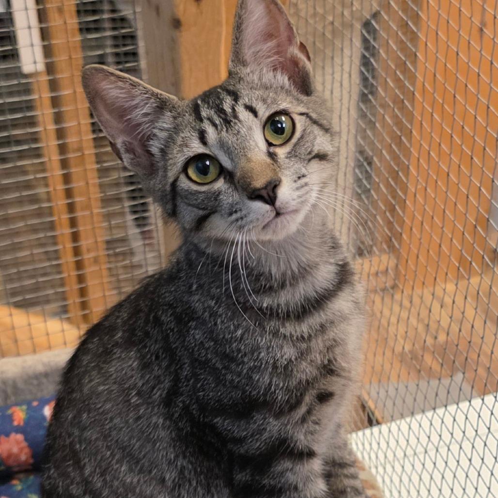 Andy, Adoptable, Young Male Domestic Short Hair.