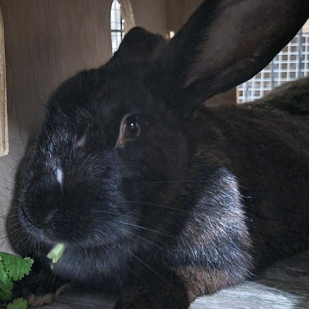 Enlarge Sage, a Adoptable American in The Woodlands, TX image 2/6