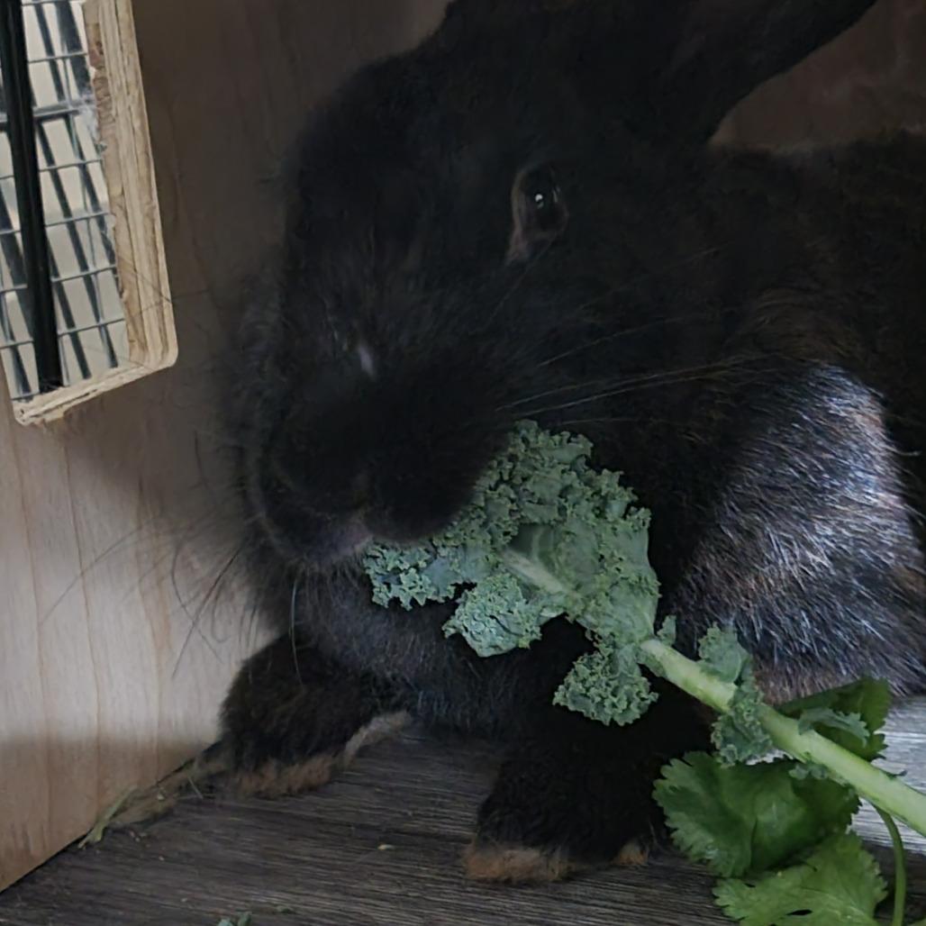 Enlarge Sage, a Adoptable American in The Woodlands, TX image 3/6