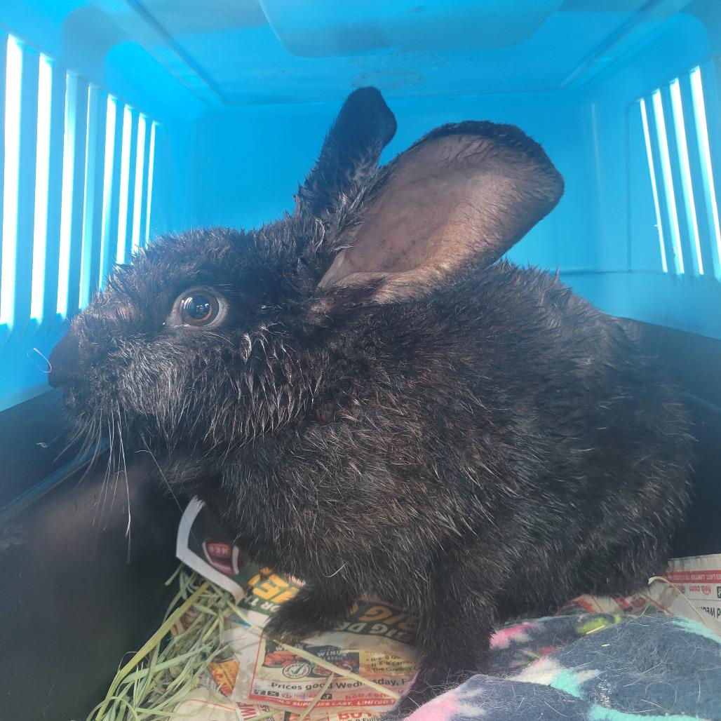 Enlarge Sage, a Adoptable American in The Woodlands, TX image 4/6