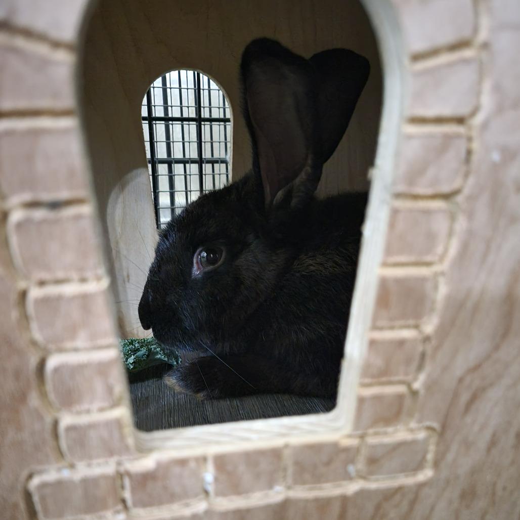 Enlarge Sage, a Adoptable American in The Woodlands, TX image 5/6