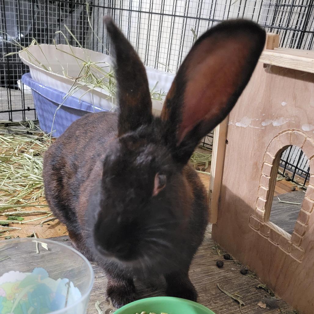 Enlarge Sage, a Adoptable American in The Woodlands, TX image 6/6