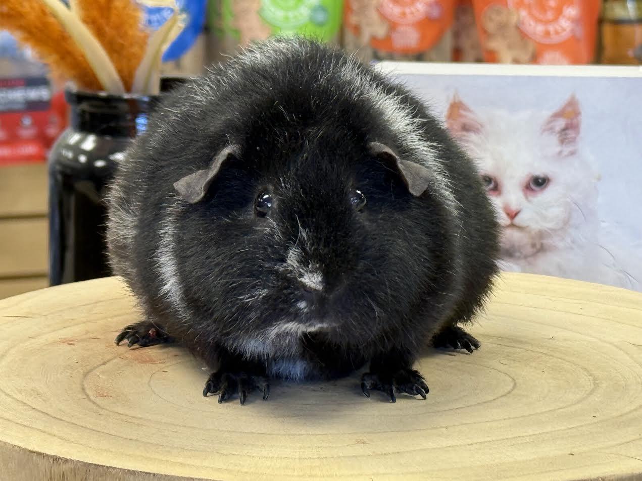 Jo Jo Jonas, adopted, Baby Female Teddy.