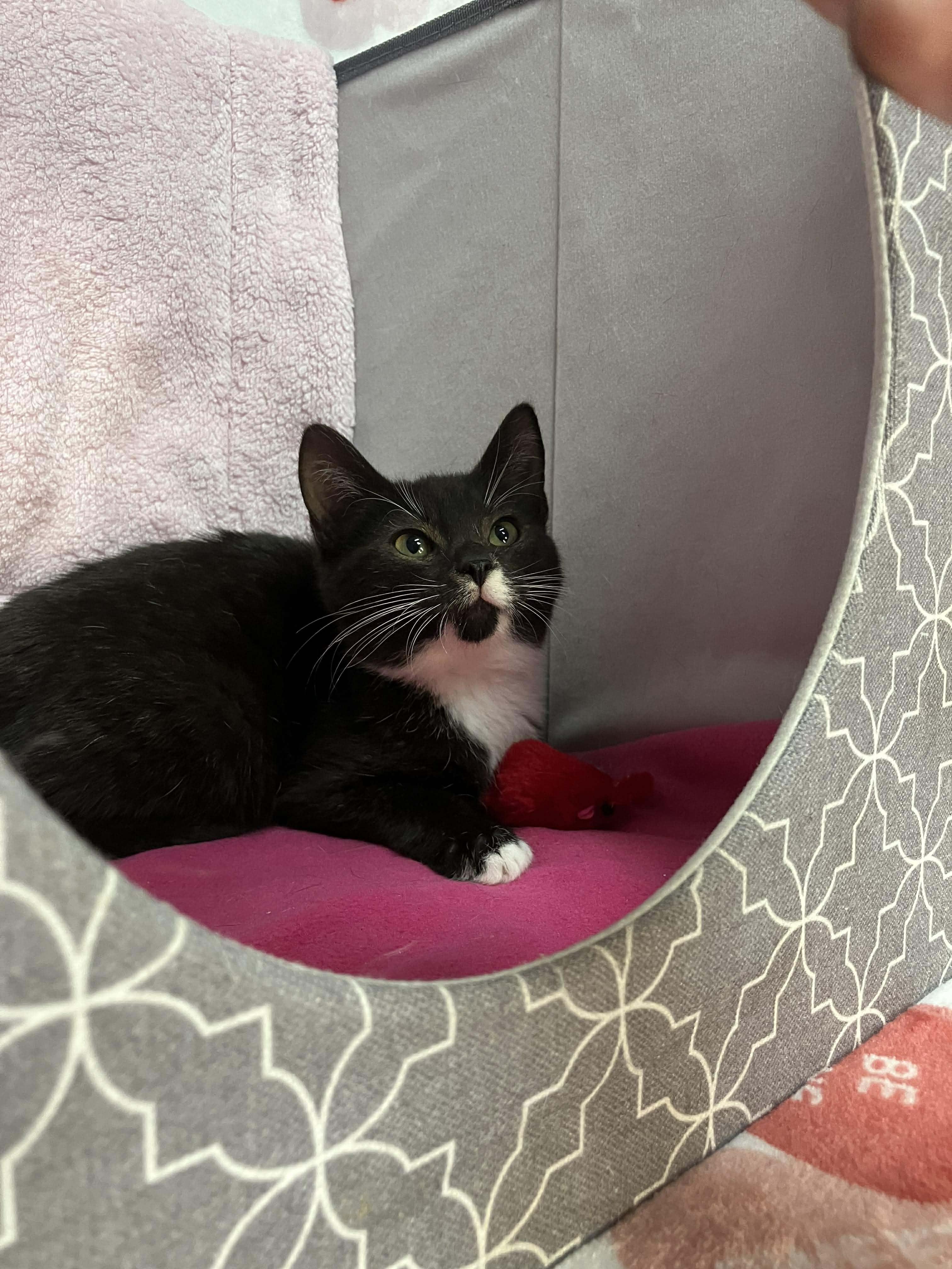 Enlarge Olaf - sweet and affectionate, a Adoptable Domestic Short Hair in Muskego, WI image 2/3