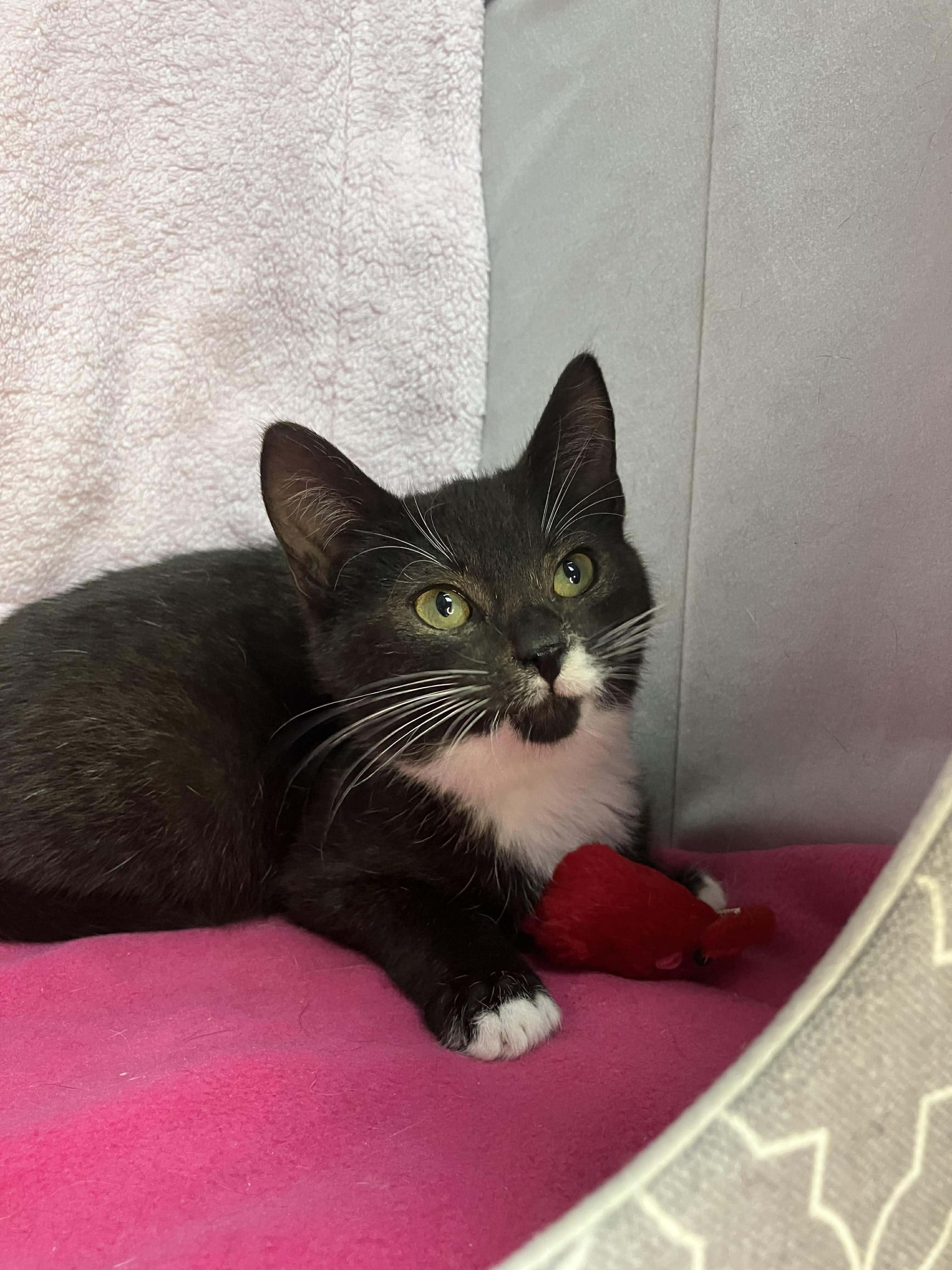 Olaf - sweet and affectionate, Adoptable, Kitten Male Domestic Short Hair.