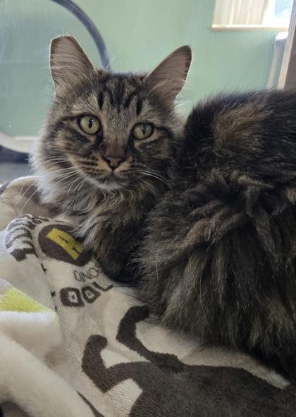 Sypha, an adoptable Domestic Long Hair in Eagle, CO, 81631 | Photo Image 1