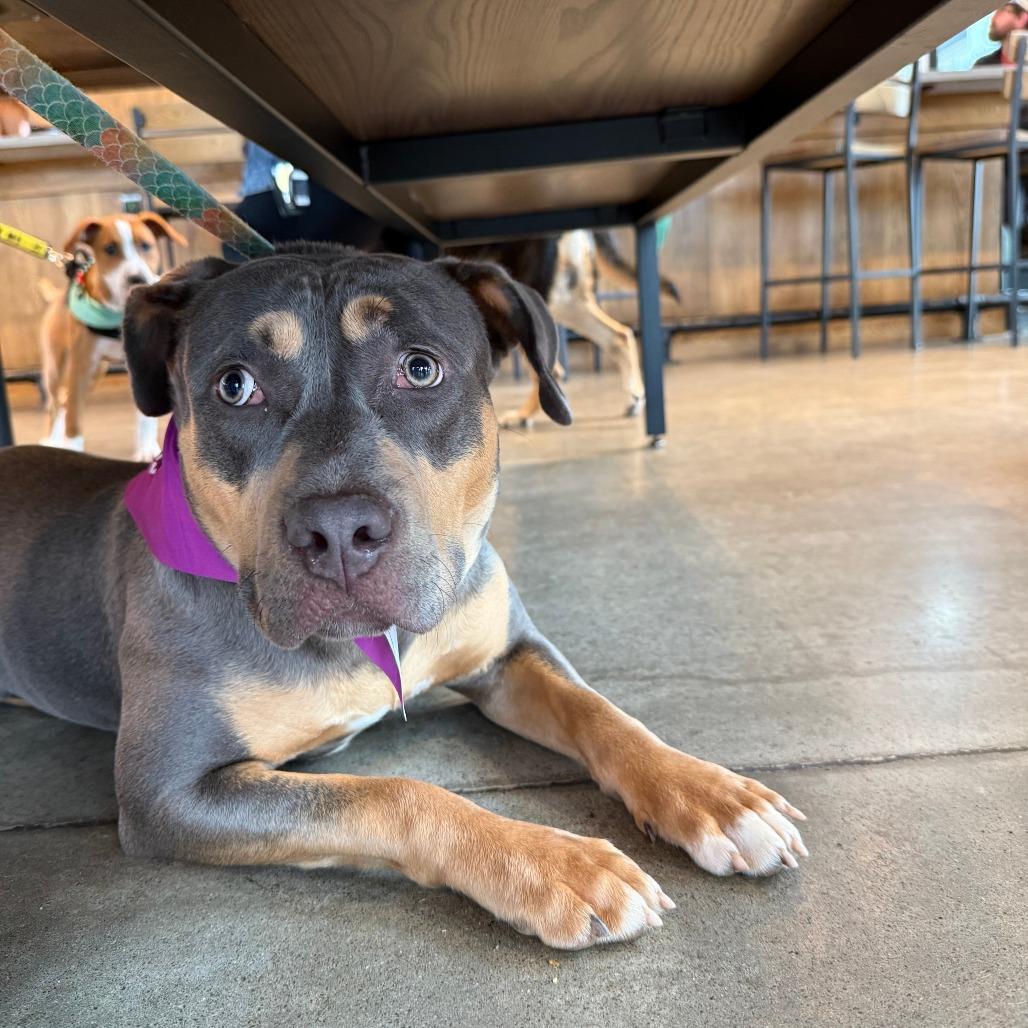 Sky, Adoptable, Young Female Mixed Breed.