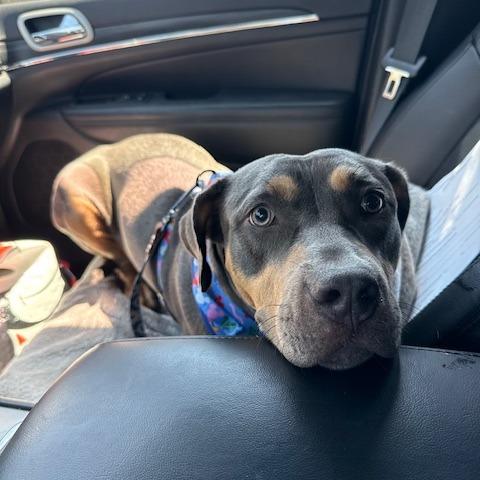 Enlarge Sky, a Adoptable Mixed Breed in Raleigh, NC image 2/6
