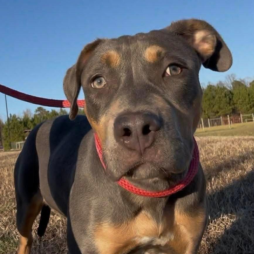 Enlarge Sky, a Adoptable Mixed Breed in Raleigh, NC image 3/6