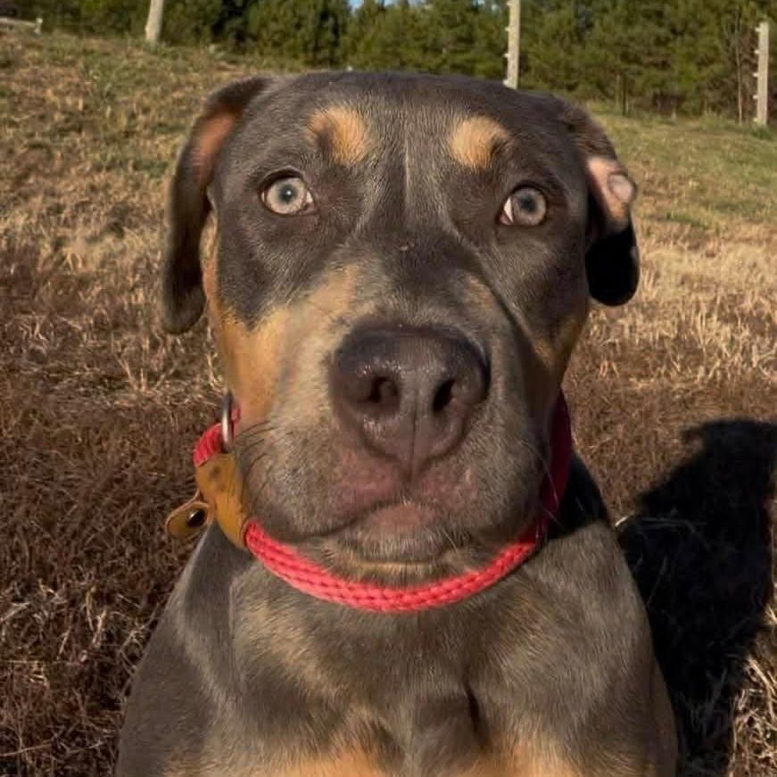 Enlarge Sky, a Adoptable Mixed Breed in Raleigh, NC image 4/6