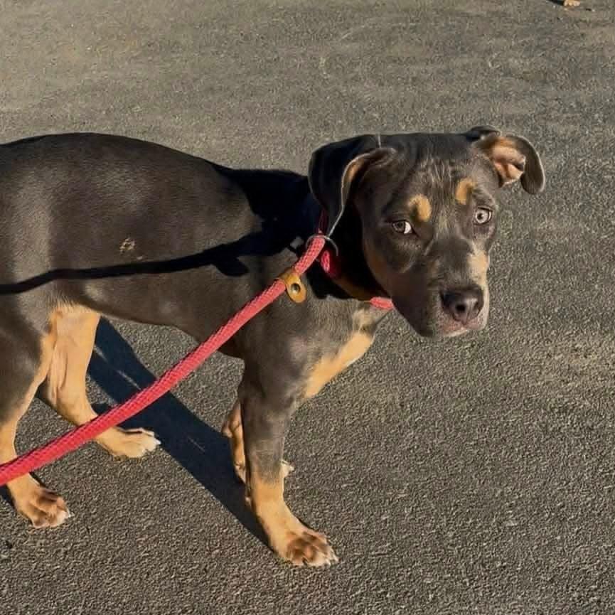 Enlarge Sky, a Adoptable Mixed Breed in Raleigh, NC image 5/6