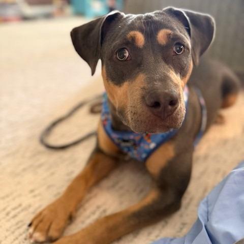 Enlarge Sky, a Adoptable Mixed Breed in Raleigh, NC image 6/6