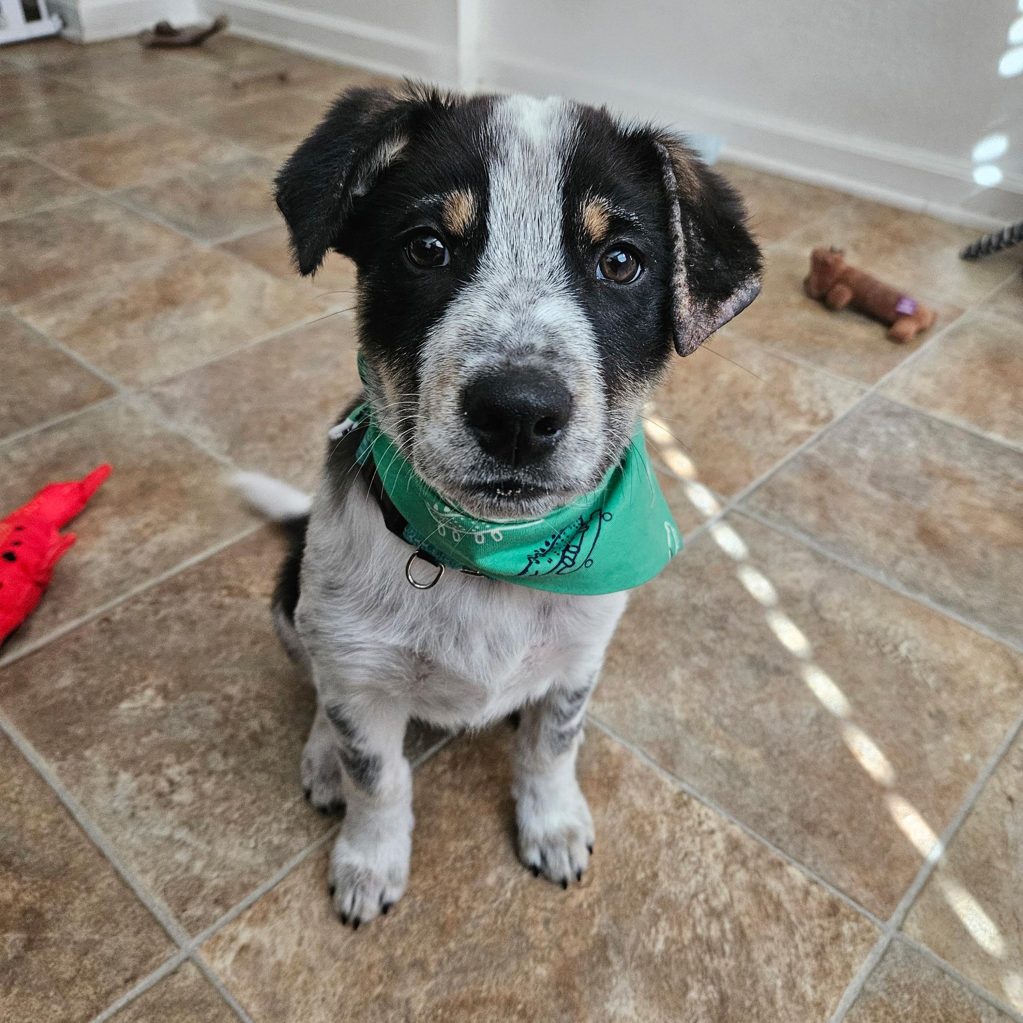 Birch, a Adopted Australian Cattle Dog / Blue Heeler in El Cajon, CA image 4/6