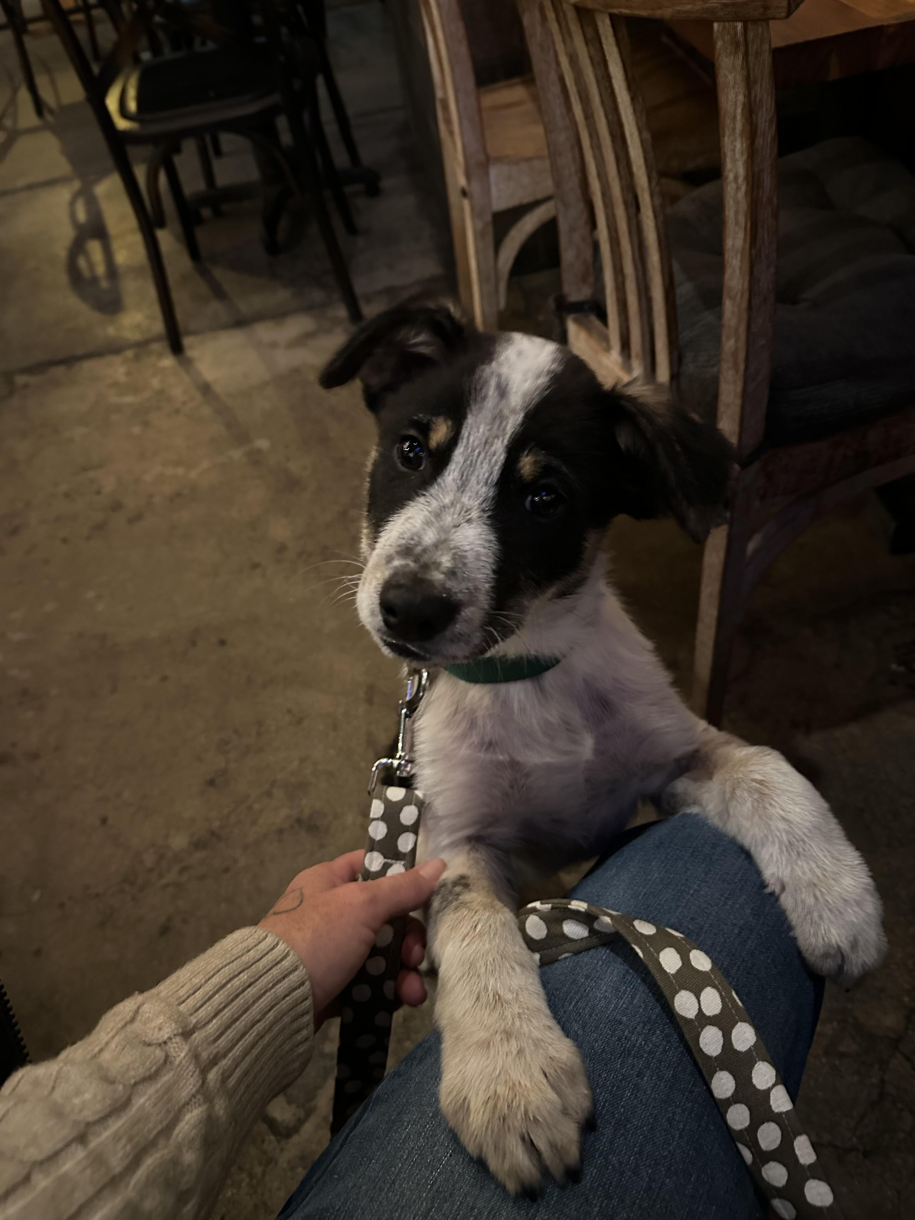 Birch, a Adopted Australian Cattle Dog / Blue Heeler in El Cajon, CA image 2/6